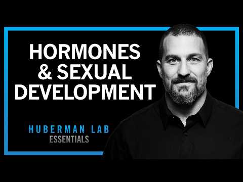 How Hormones Shape Sexual Development | Huberman Lab Essentials