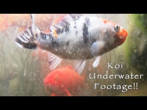 Koi Underwater Camera! Koi Pond- Relaxing, Mindfulness, Zen, Meditation