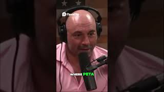 Are Robots Getting Smarter  The Future of AI Technology: Joe Rogan