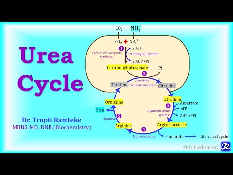 5: Urea Cycle | Amino Acid Metabolism | Biochemistry | N'JOY Biochemistry