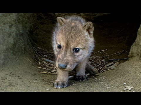 Wildlife Wranglers: Making Cougar Crossings | E5 | Full Episode