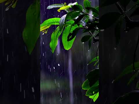 Falling into deep sleep instantly with Forest Beautiful Rain Forest Rain ASMR