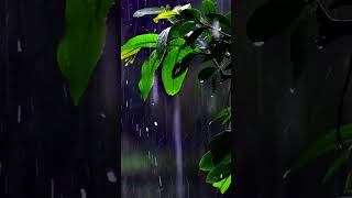 Falling into deep sleep instantly with Forest Beautiful Rain Forest Rain ASMR