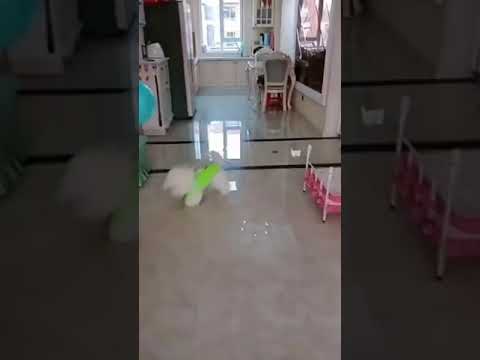 a dog with a balloon #shorts #funnyshorts