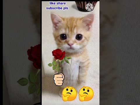 #cute #cat #love #rose #shortsvideo #viral #trendiing #song #comedyvideos #funny