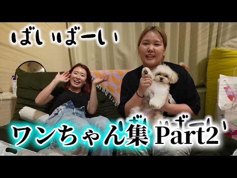 ワンちゃん集！Part２【平成フラミンゴ　切り抜きch】