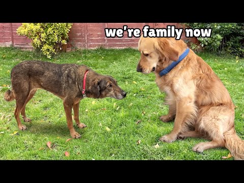 Golden Retriever Heals Broken Rescue Dog