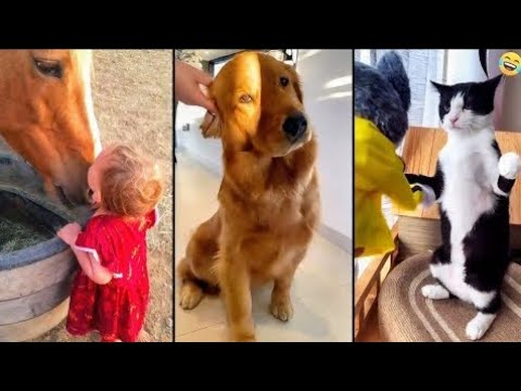 Funny ANIMALS videos 😂 Funniest CATS 😺 DOGS 🐶  HORSES 🐴 Monkey 🐒 Sanke 🐉 And other Animals 2025