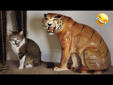 New Funny Cats And Dogs Videos 🐶🤣 Best FUNNIEST Animal Videos 😆😻