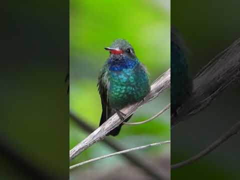 Broad-billed Hummingbird #shorts  #birds #hummingbird