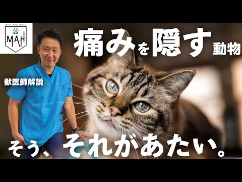 猫の10頭に7頭は〇〇を持っている？！【お家でできる簡単チェック方法】