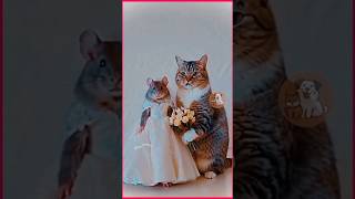 Funny world 😅😅 Funny Cats#funnyworld #funnyvideo #funny