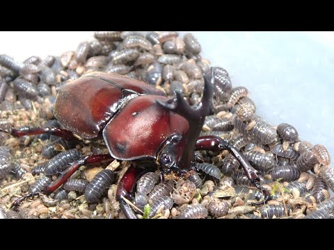 大量のダンゴムシの中にカブトムシを落とすと...