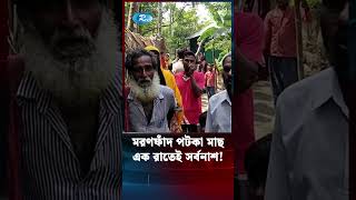 পটকা মাছ এক রাতেই ধ্বংস করে দিলো পুরো পরিবার! #firecracker #rtvnews