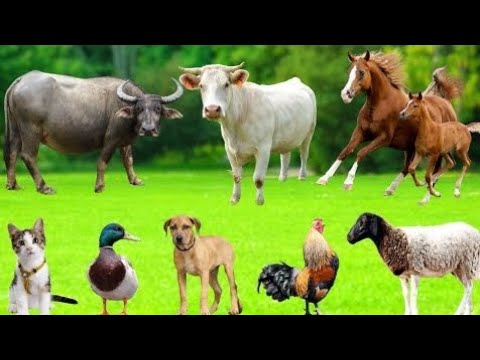 Beautiful Animal Moments - Dog, Cat, Chicken, Elephant, Cow, Sheep - Animal Sounds