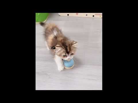 These charming kittens will fill your heart with happiness ♥