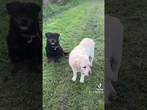 Dog Video#Dog #Labrador #DogVideo #DogTok #CuteVideo #Pets #Cute