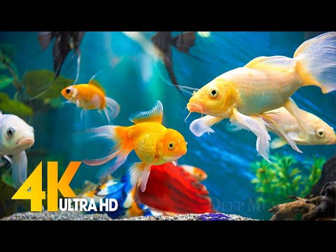 Aquarium 4K VIDEO (ULTRA HD) - Beautiful Coral Reef Fish - Sleep Relaxing Meditation Music