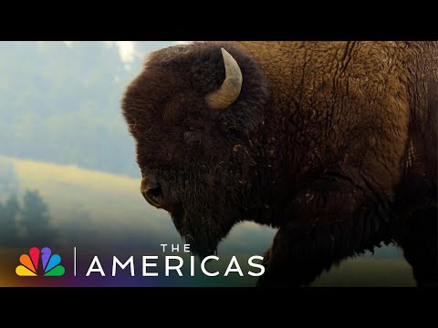 Tom Hanks Narrates About a Bison Who Has Some Trouble with the Ladies | The Americas | NBC