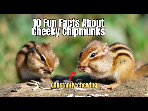 10 Facts About Chipmunks 🐿️ The Truth about The chipmunks 🐿️ #chipmunks