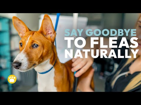 6 BEST Home Flea Treatment Methods for Dogs You Need to Know!