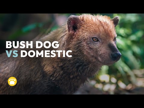 Bush Dogs Are REALLY Different From Domestic Dogs