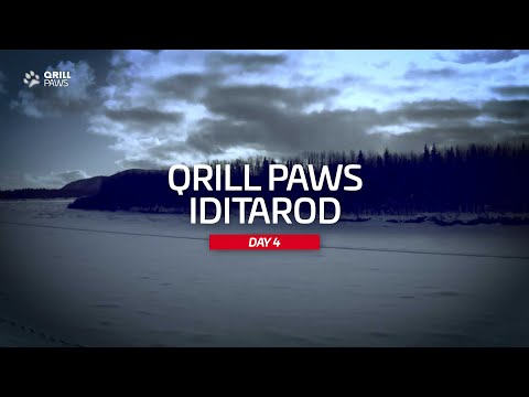 Iditarod Highligh | DAY 4 | QRILLPAWS 2021