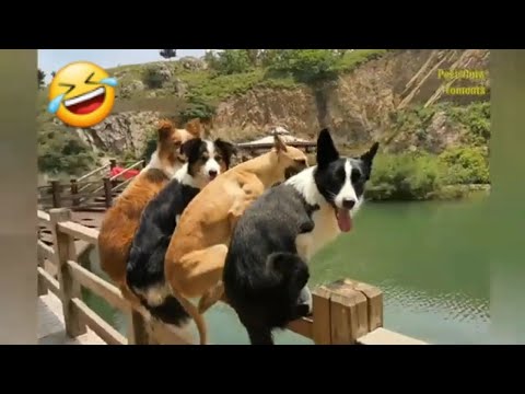 New Funny Animals  ♥️🤣🤣 | Cats Vs Dogs And other Animals | Try Not to Laugh 🤣🤣