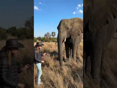 Being in the presence of the largest mammal walking on earth brings the biggest smile to my face! 🌍🐘