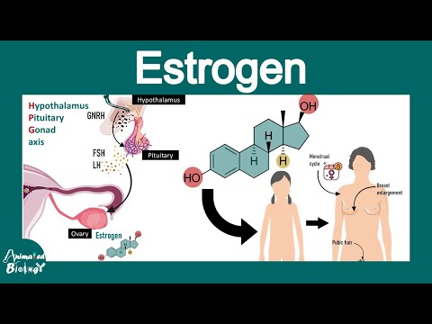 Estrogen | Estrogen and its effect on female reproductive system | molecular mechanism of action