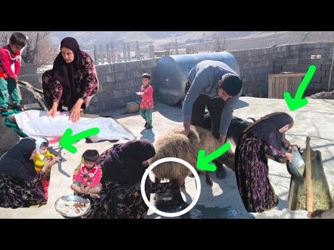 A nomadic widow in the Zagros:From caring for sheep to using their milk for good and nutritious food