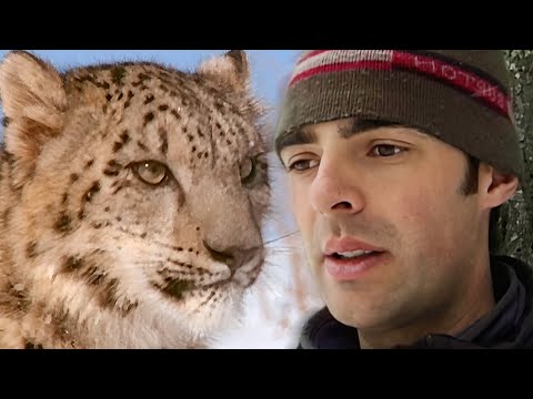 Wild America Specials | Deadly Beauty | HD