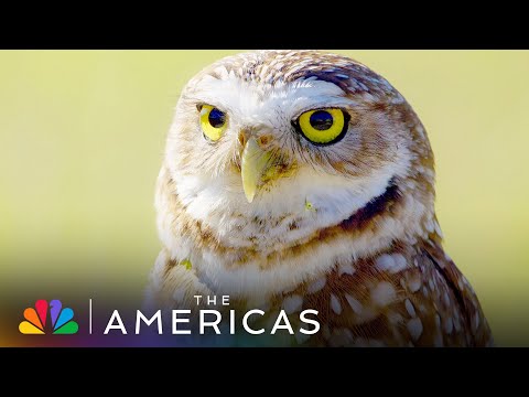 Tom Hanks Narrates the Story of a Suburban Burrowing Owl Looking for Love | The Americas | NBC