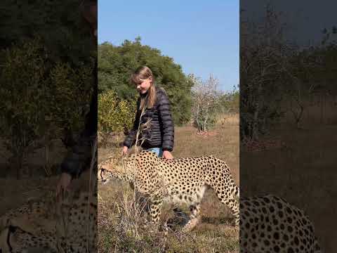 This cheetah is an incredible example of human habituation! 🐆🙌🏻