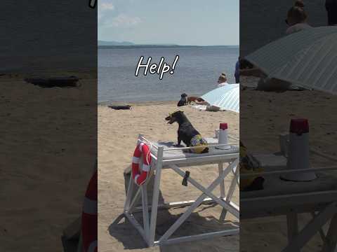 Dog saves (most) people at beach