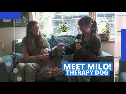 Milo the Therapy Dog | Welcome Week 2024