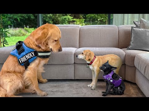 Watch How our Golden Retriever Handles Two Nervous Rescue Puppies