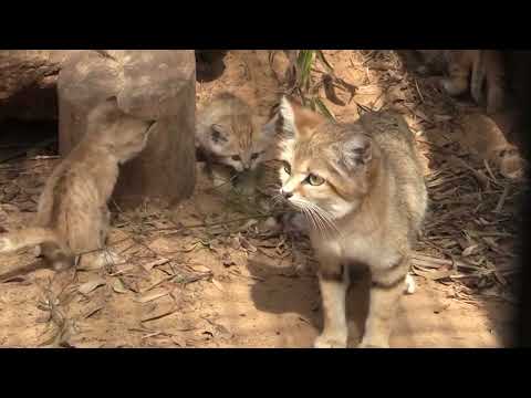 Sand cats give birth at The Safari