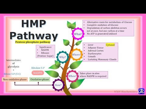 17: HMP pathway | Carbohydrate metabolism | Biochemistry | N'JOY Biochemistry