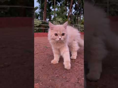 Mere dil ke dil mai hai tu♥️#dolly #persiancat#catlover #pets #viral#trending