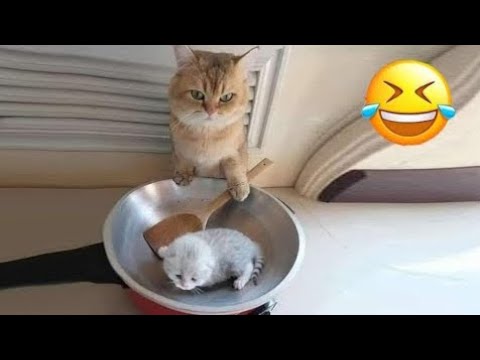 The Funniest Animal Videos 2025 😁 Funny Dogs and Cats That Will Blow Your Mind!