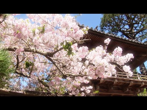 Zen Garden Cherry Blossoms: Mindfulness, Meditation -No music Nature Sounds Only