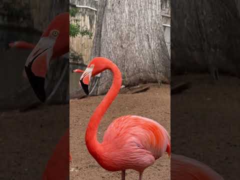 I just love the vivid color of these flamingos - this is from the algae and shrimp they eat! 🦩🙌🏻