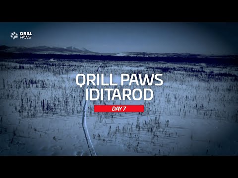 Iditarod Highlight | DAY 7 | QRILLPAWS 2021