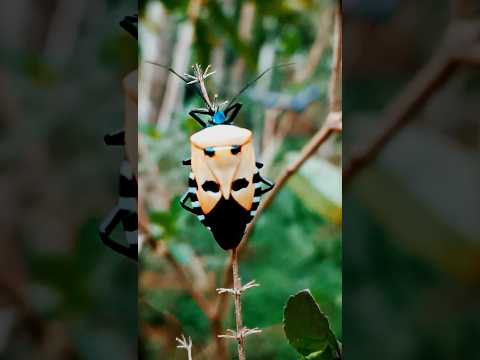 താടിവച്ച മനുഷ്യൻ്റ മുഖം പോലുള്ള വണ്ട് Catacanthus