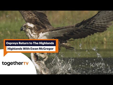 Ospreys return to the highlands for spring | Highlands With Ewan McGregor | Together TV