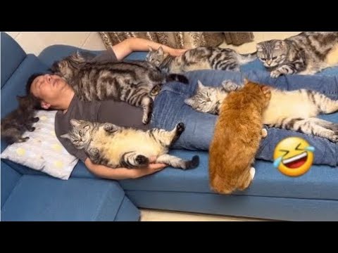 Intelligent Cats Vs Dogs Funny videos | ♥️🤣New Funny videos daily |Wait For End Part 21