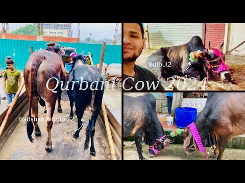 ALHAMDULILLAH 2024 কোরবানি ঈদের গরু 🐮 Badshah & Bulbul2 কে নিয়ে আসলাম | Qurbani Vlog P.2 | VLOG #21