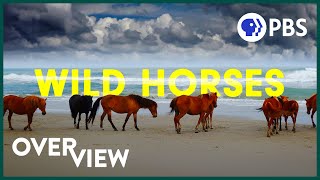 Wild Horses: America's Most Beloved Invasive Species?