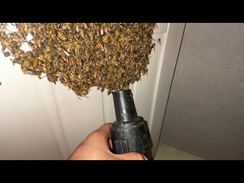 why did i VACUUM these BEES..